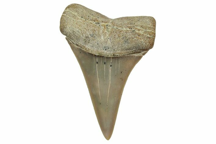 Colorful, Fossil Broad-Tooth Mako Shark Tooth - Bakersfield, CA #351448